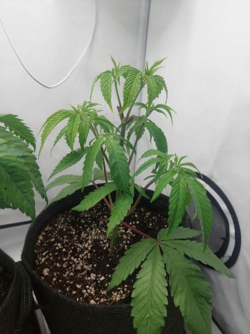 Red Lemonade (RS11×SuperLemonHaze). Week 5 - RL1