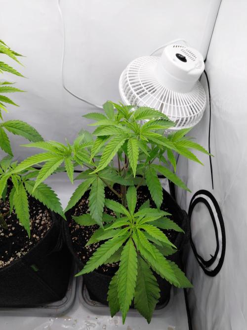 Red Lemonade (RS11×SuperLemonHaze). Week 6