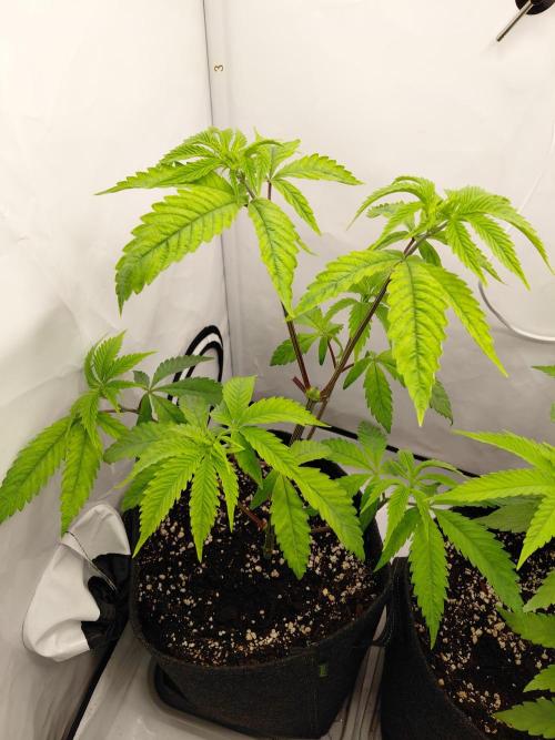 Red Lemonade (RS11×SuperLemonHaze). Week 6