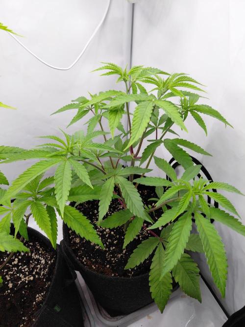 Red Lemonade (RS11×SuperLemonHaze). Week 6