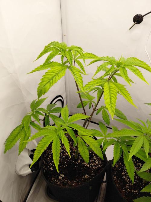 Red Lemonade (RS11×SuperLemonHaze). Week 6