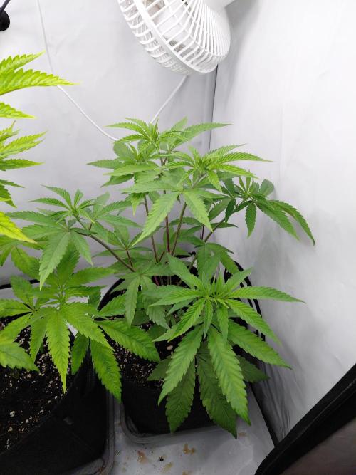 Red Lemonade (RS11×SuperLemonHaze). Week 7 - Pflanze1 