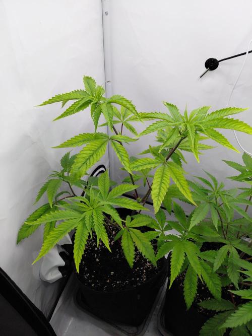 Red Lemonade (RS11×SuperLemonHaze). Week 7 - Pflanze 2