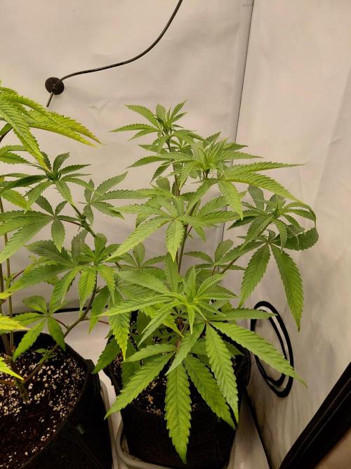 Red Lemonade (RS11×SuperLemonHaze). Week 7 - Pflanze 1
