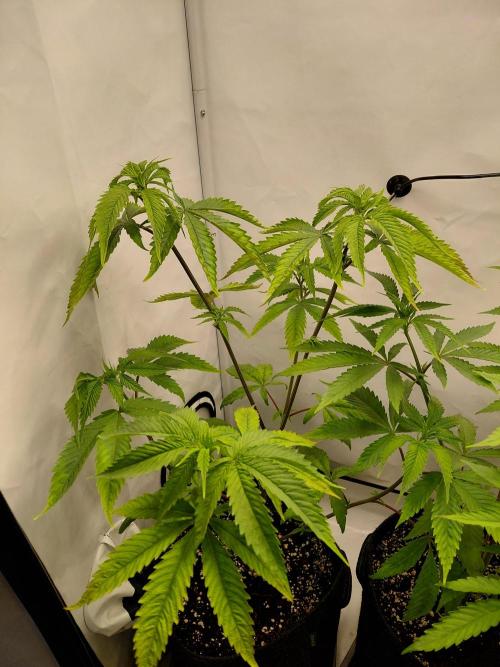 Red Lemonade (RS11×SuperLemonHaze). Week 7 - Pflanze 2