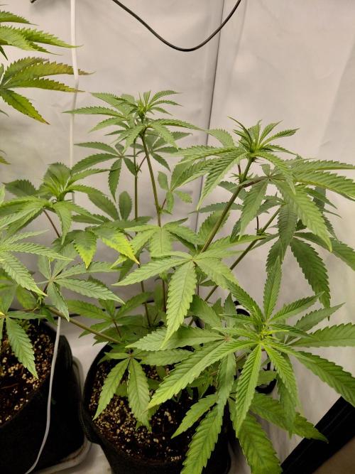 Red Lemonade (RS11×SuperLemonHaze). Week 7 - Pflanze1