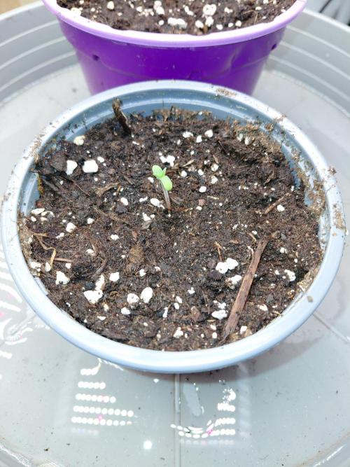 2x Cereal Milk Seed Supplier. Week 1 - Pflanze 1