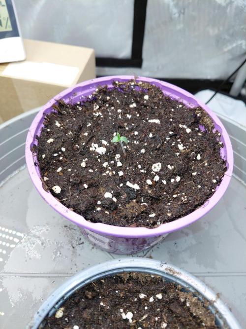 2x Cereal Milk Seed Supplier. Week 1 - Pflanze 2