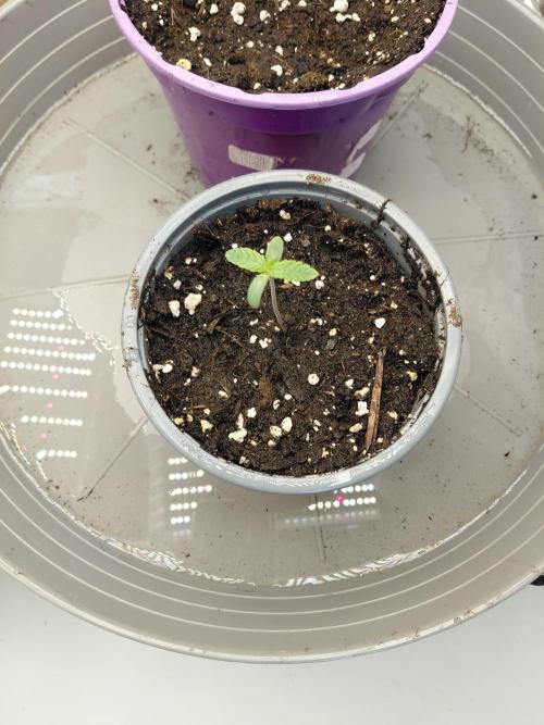 2x Cereal Milk Seed Supplier. Week 1 - Pflanze 1