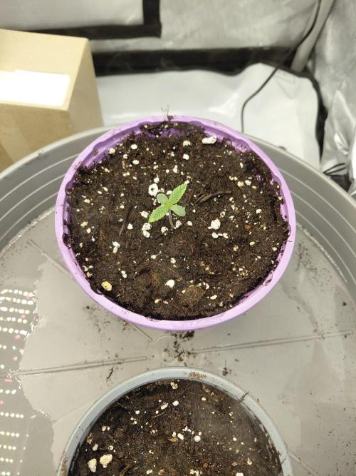 2x Cereal Milk Seed Supplier. Week 1 - Pflanze 2