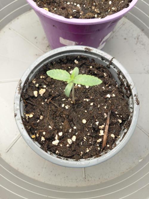 2x Cereal Milk Seed Supplier. Week 1 - Pflanze 1