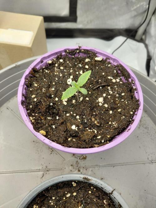 2x Cereal Milk Seed Supplier. Week 1 - Pflanze 2