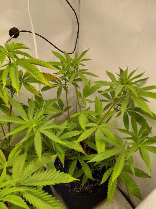 Red Lemonade (RS11×SuperLemonHaze). Week 8 - Upnutrients 