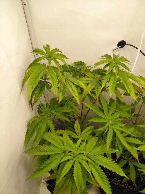Red Lemonade (RS11×SuperLemonHaze). Week 8 - Canusol
