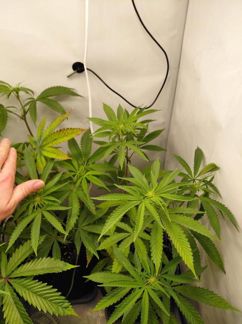 Red Lemonade (RS11×SuperLemonHaze). Week 8 - UpNutrients