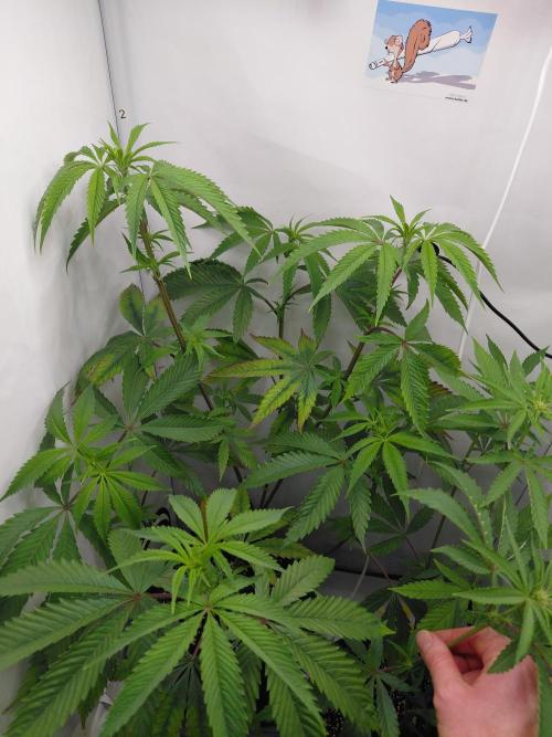 Red Lemonade (RS11×SuperLemonHaze). Week 8 - Canusol