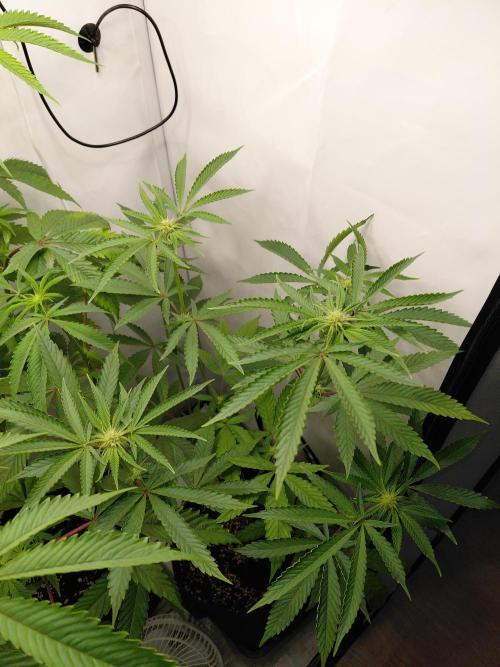 Red Lemonade (RS11×SuperLemonHaze). Week 8 - Up Nutrients 