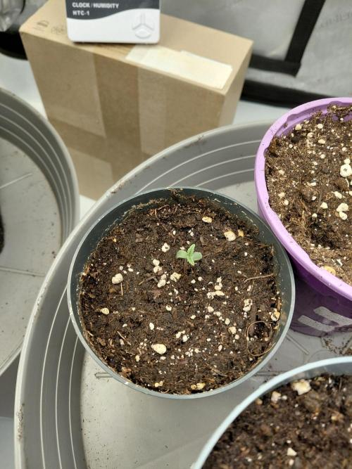 Platinum x Black Cherry Punch. Week 1