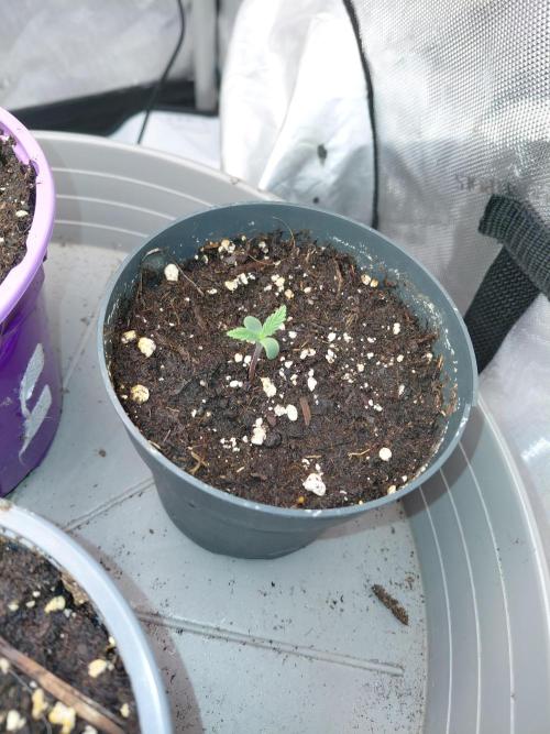 Platinum x Black Cherry Punch. Week 1