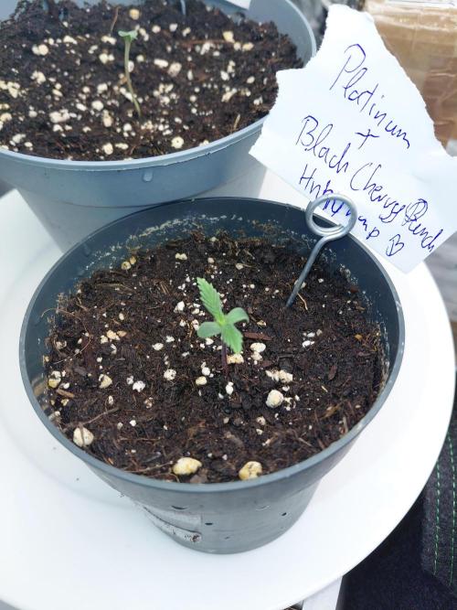 Platinum x Black Cherry Punch. Week 1