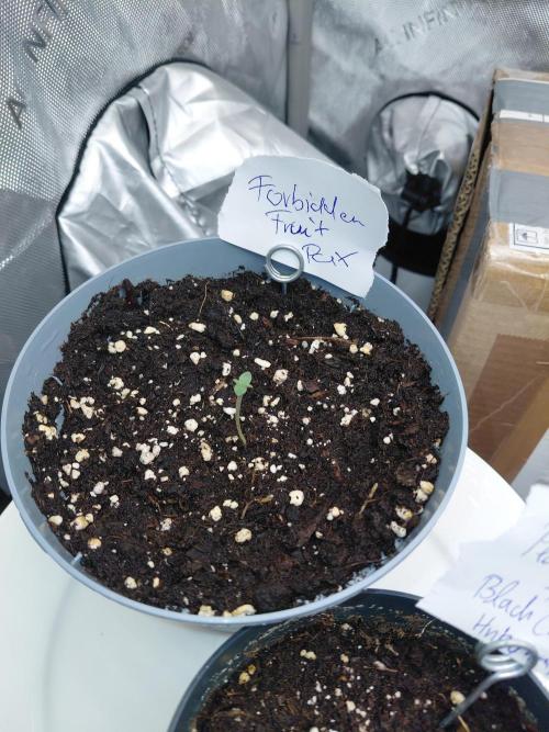 Forbidden Fruit + Blue Zushi. Week 1 - Forbidden Fruit