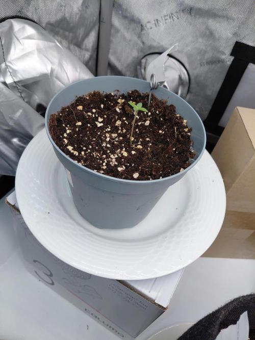 Forbidden Fruit + Blue Zushi. Week 1 - FF 