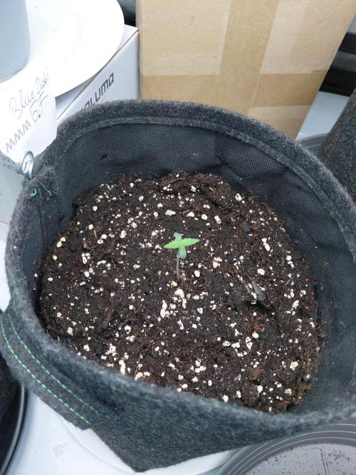 Forbidden Fruit + Blue Zushi. Week 1 - BZ 