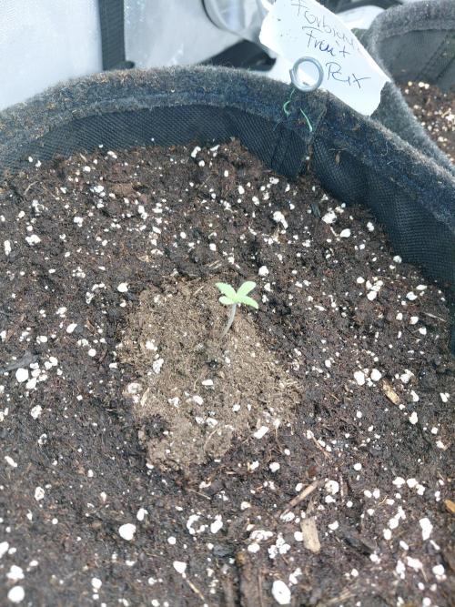 Forbidden Fruit + Blue Zushi. Week 1 - FF