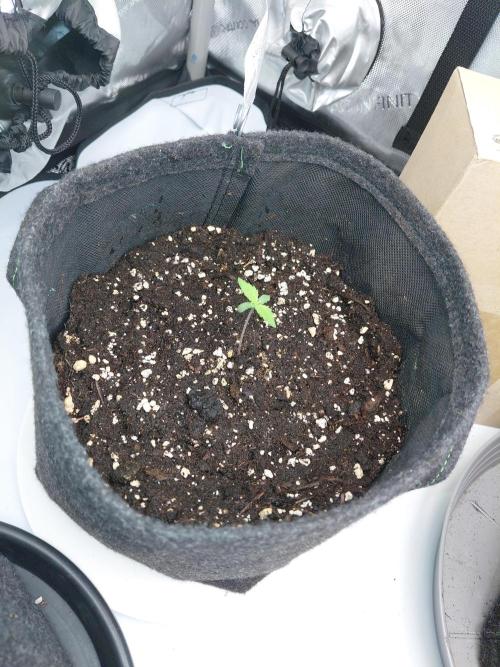 Forbidden Fruit + Blue Zushi. Week 1 - BZ