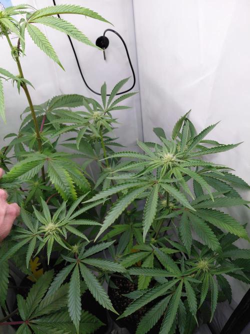 Red Lemonade (RS11×SuperLemonHaze). Week 9 - Pflanze1