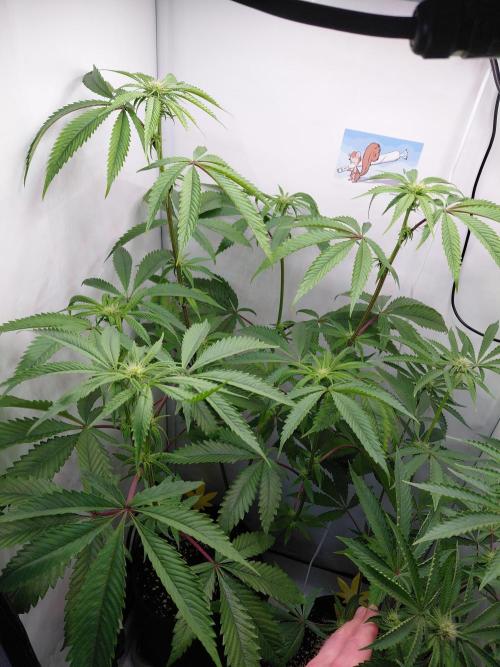 Red Lemonade (RS11×SuperLemonHaze). Week 9 - Pflanze 2