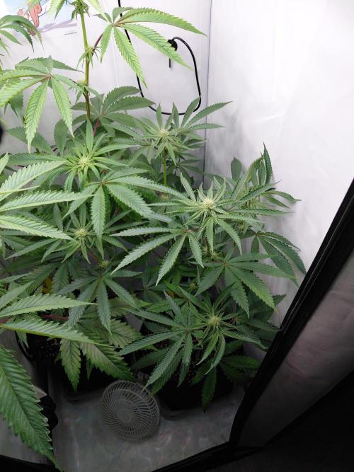 Red Lemonade (RS11×SuperLemonHaze). Week 9 - Pflanze 1