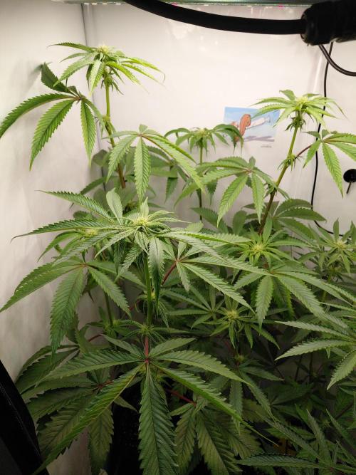 Red Lemonade (RS11×SuperLemonHaze). Week 9 - Pflanze 2