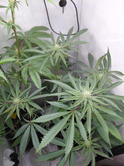 Red Lemonade (RS11×SuperLemonHaze). Week 9 - Pflanze 1