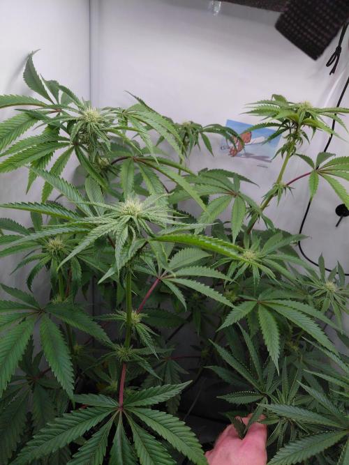 Red Lemonade (RS11×SuperLemonHaze). Week 9 - Pflanze 2