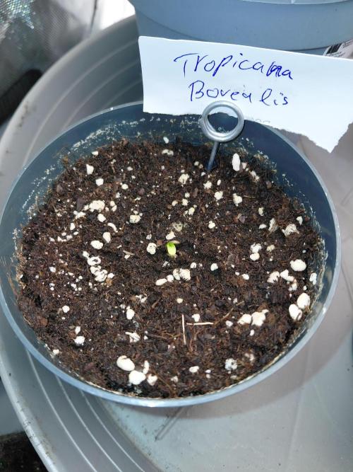 Hnnyhmp Testgrow. Week 1