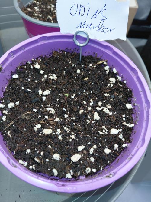 Hnnyhmp Testgrow. Week 1