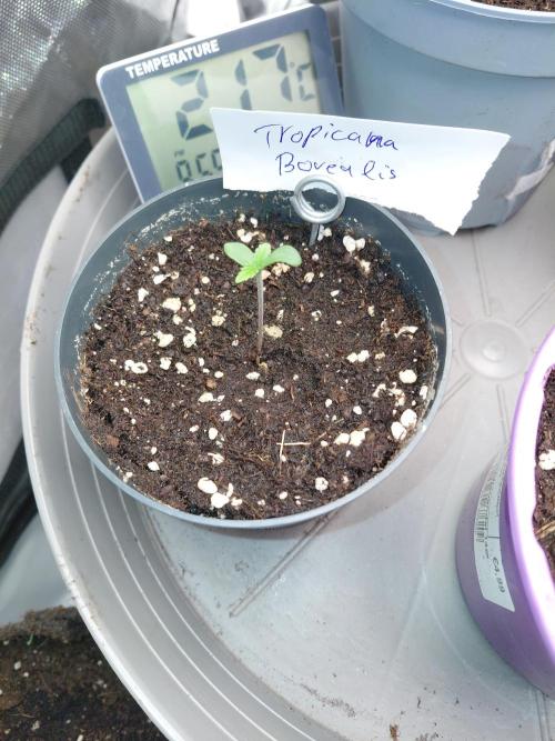 Hnnyhmp Testgrow. Week 1