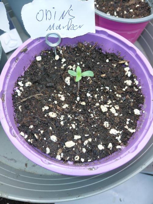 Hnnyhmp Testgrow. Week 1