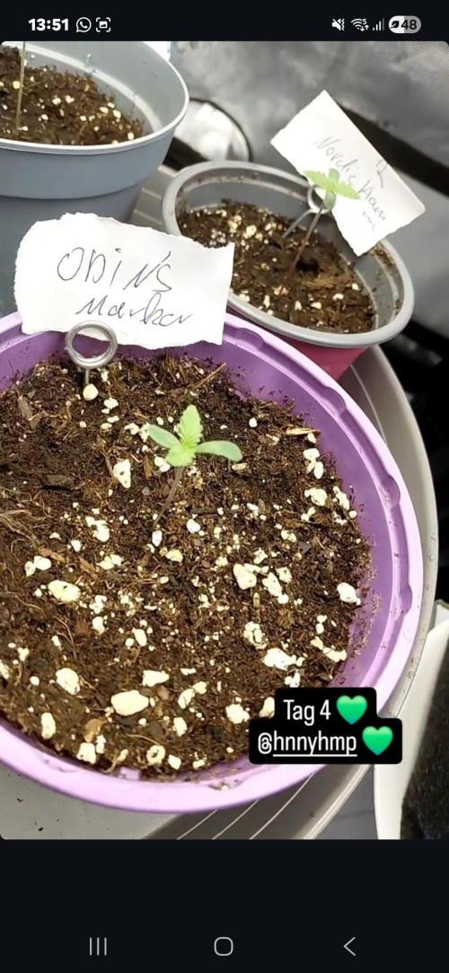 Hnnyhmp Testgrow. Week 1