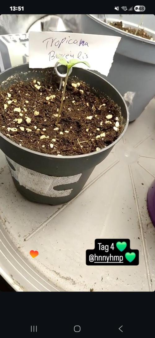 Hnnyhmp Testgrow. Week 1