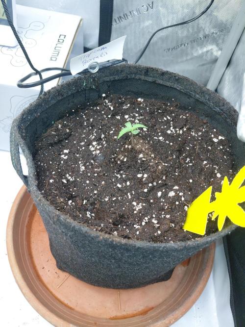 Hnnyhmp Testgrow. Week 1