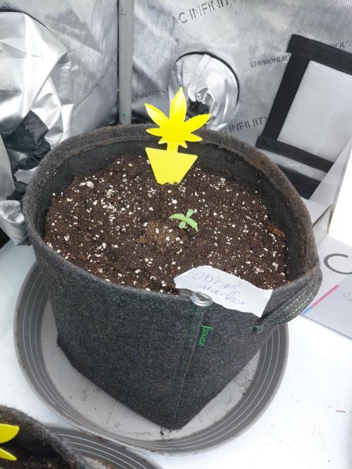 Hnnyhmp Testgrow. Week 1