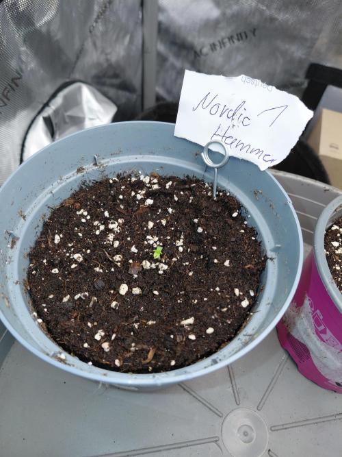 Hnnyhmp Testgrow 2x Nordic Hammer 💚. Week 1