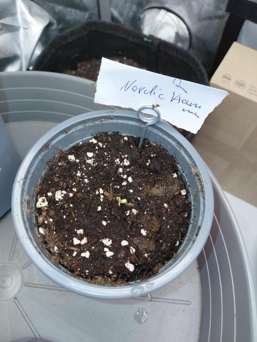 Hnnyhmp Testgrow 2x Nordic Hammer 💚. Week 1