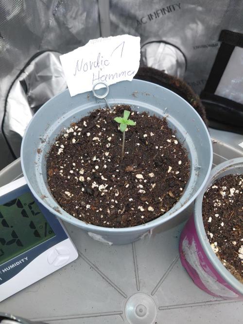 Hnnyhmp Testgrow 2x Nordic Hammer 💚. Week 1