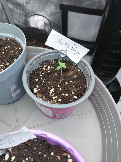 Hnnyhmp Testgrow 2x Nordic Hammer 💚. Week 1