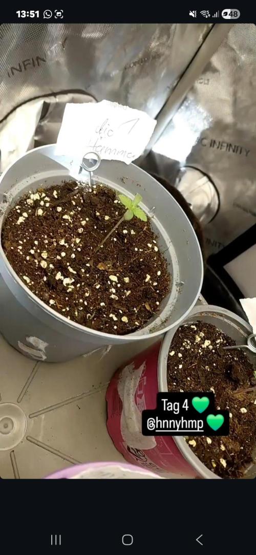 Hnnyhmp Testgrow 2x Nordic Hammer 💚. Week 1