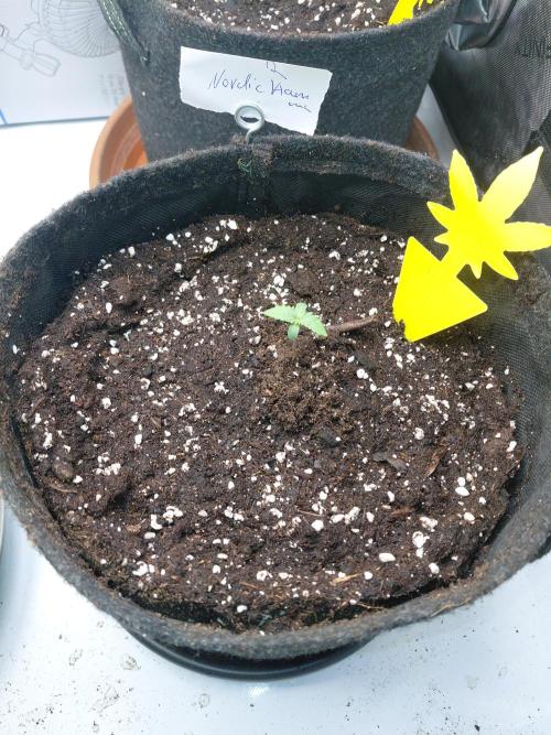 Hnnyhmp Testgrow 2x Nordic Hammer 💚. Week 1