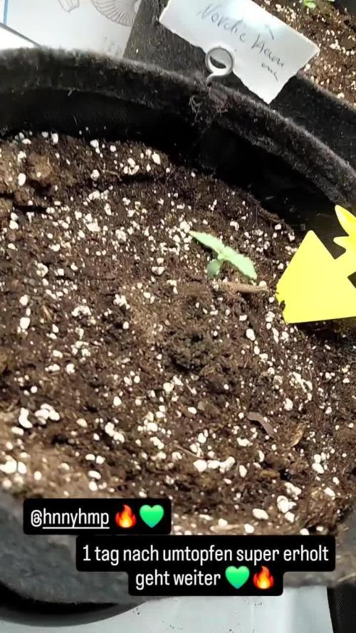 Hnnyhmp Testgrow 2x Nordic Hammer 💚